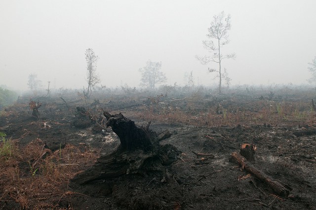 An expanse of burnt peat in Palangka Raya, Central Kalimantan. Photo: Aulia Erlangga/ CIFOR