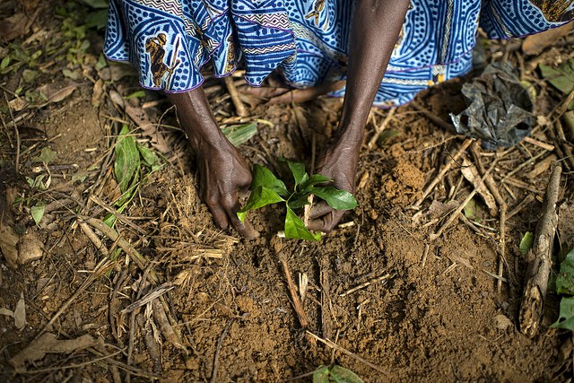 Photo: Ollivier Girard/CIFOR