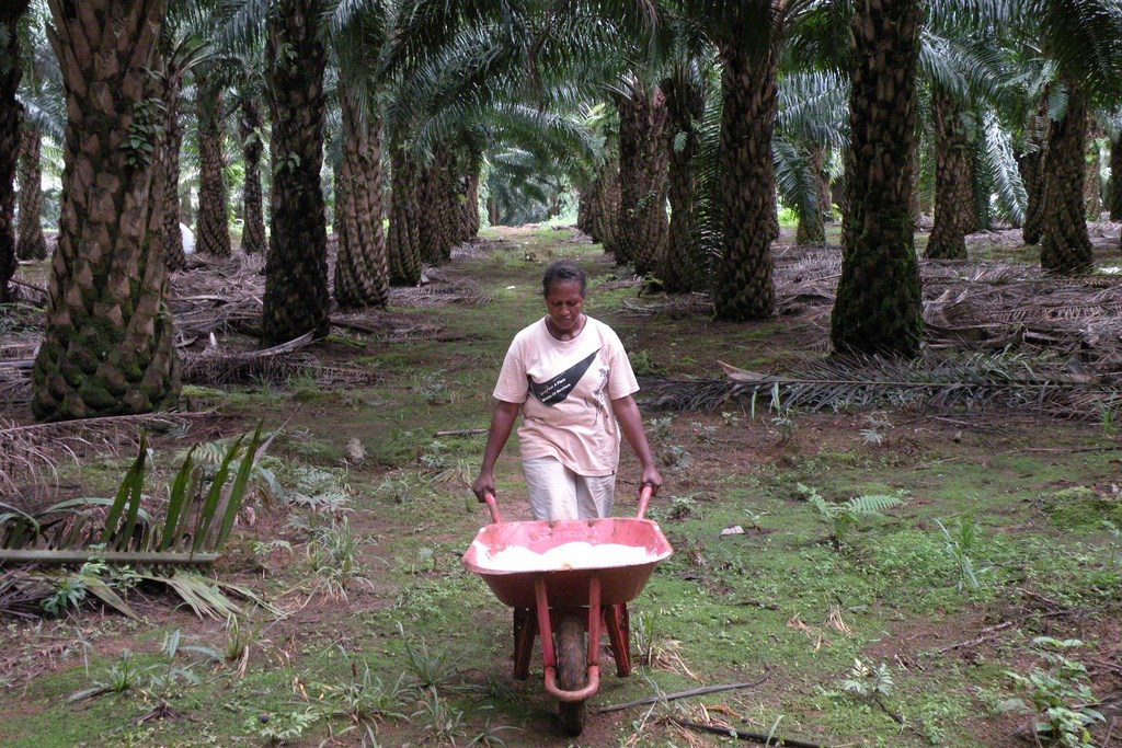 Papua - Indonesia, 2010.