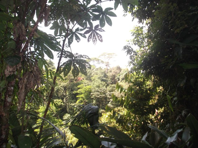 Young secondary forest in Costa Rica, with old-growth trees visible in the background. Susan G. Letcher, CC BY-SA