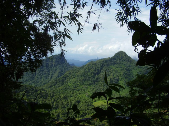 The forests of Sao Tome and Principe are being lost at an alarming rate. Ricardo Lima