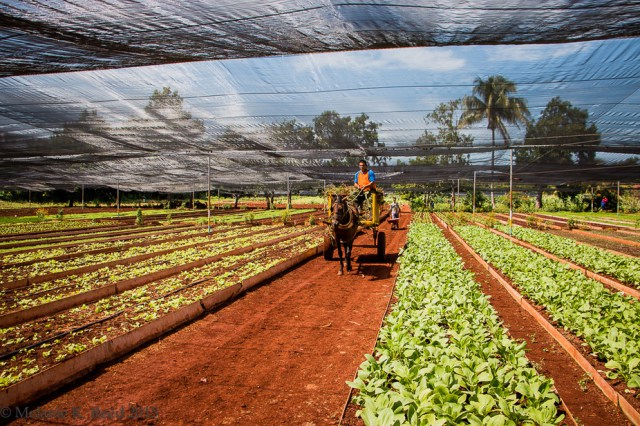 Organic farm, Alamar. Melanie Lukesh Reed/Flickr, CC BY-NC-ND