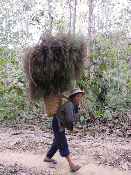 Woman collecting broom grass