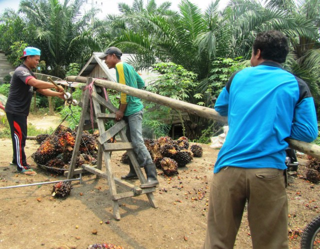 An Indonesian oil palm smallholder sells fruit bunches to a trader. Lesley Potter, Author provided