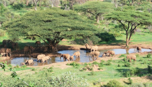 Elephants roam the rangelands on the Il Ngwesi group ranch. Photo from Kenya.com