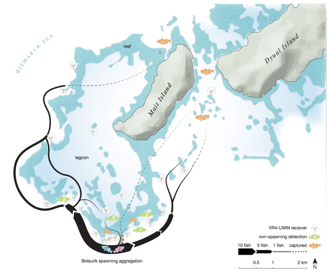 Locations of acoustic receivers and fish detections. Graphic © Waldie, P., et al (2016). Restricted grouper reproductive migrations support community-based management. Royal Society Open Science.